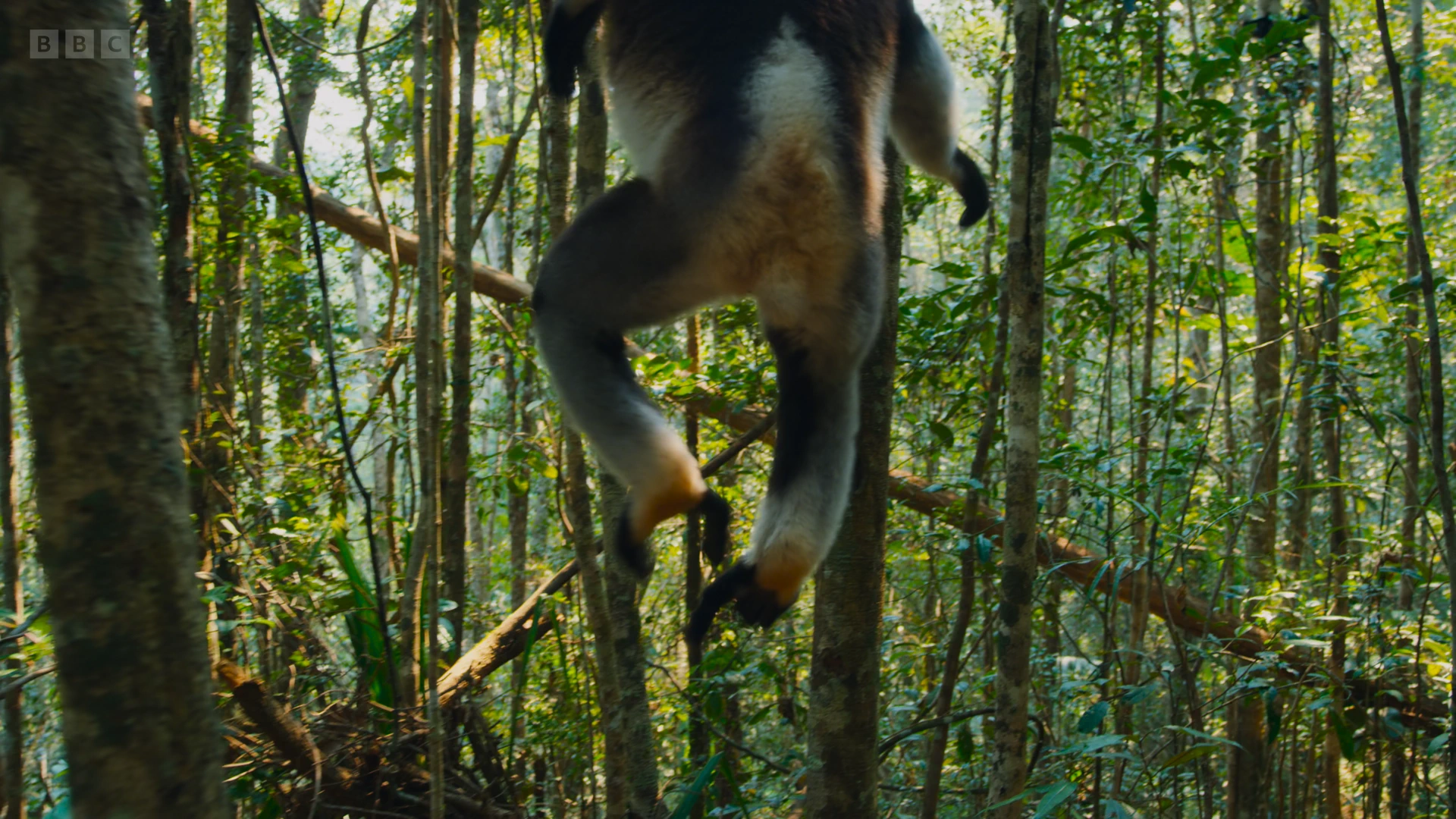 Indri (Indri indri) as shown in Planet Earth II - Jungles